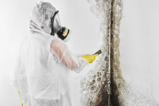 Best Certified Mold Removal  in Ravenswood, WV
