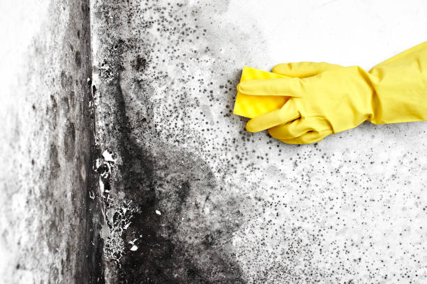 Best Best Mold Removal Companies  in Ravenswood, WV