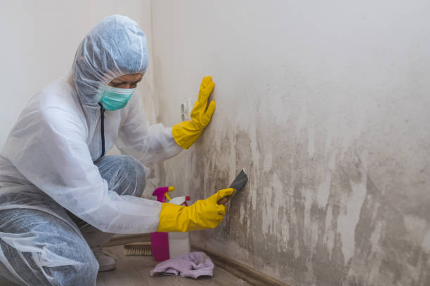 Best Office Mold Removal Services  in Ravenswood, WV