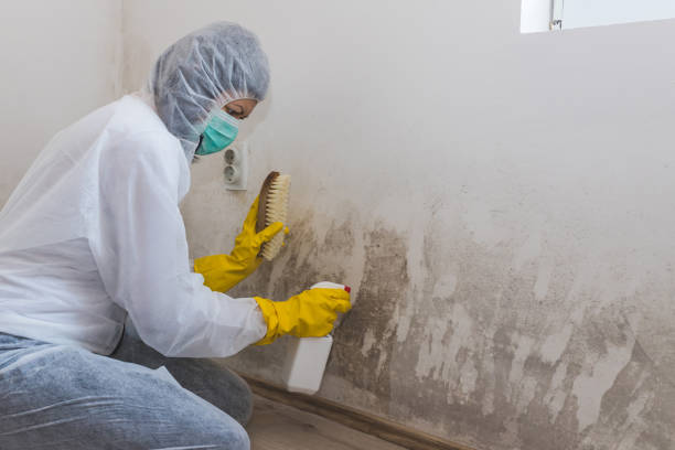 Best Attic Mold Removal  in Ravenswood, WV
