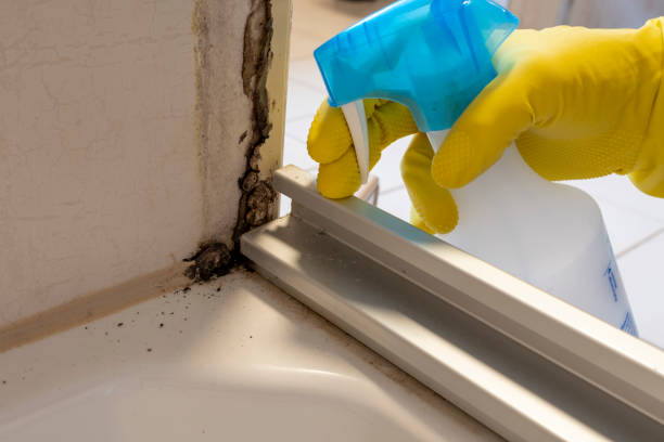 Home Mold Removal in Ravenswood, WV