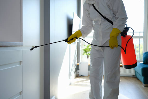 Best Mold Damage Repair  in Ravenswood, WV