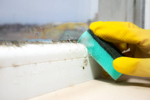 Best Mold Remediation  in Ravenswood, WV