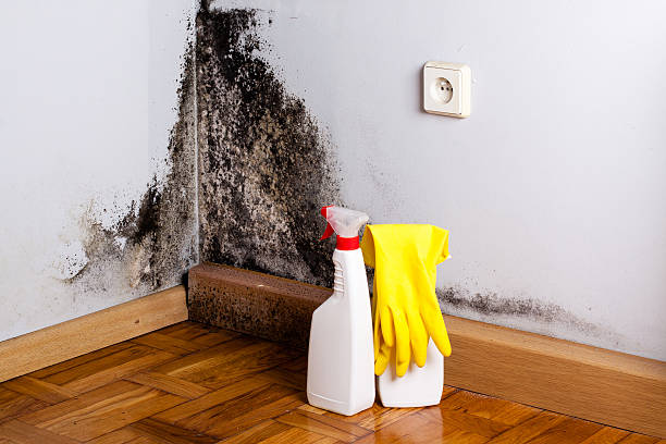 Best Home Mold Removal  in Ravenswood, WV