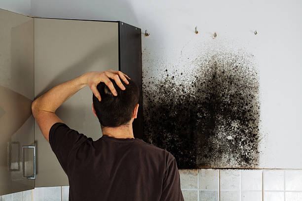 Best Best Mold Removal Companies  in Ravenswood, WV