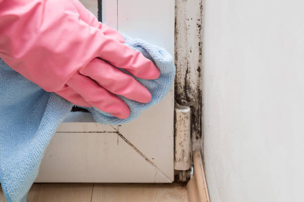 Best Emergency Mold Removal  in Ravenswood, WV