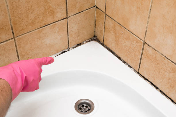 Best Affordable Mold Removal  in Ravenswood, WV